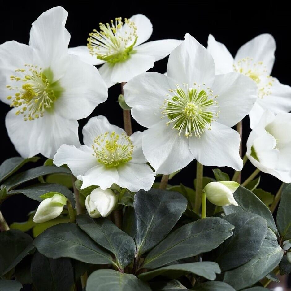 2x Helleborus Hellebore Garden Plant Christmas Carol 12cm Pot In Flower !!