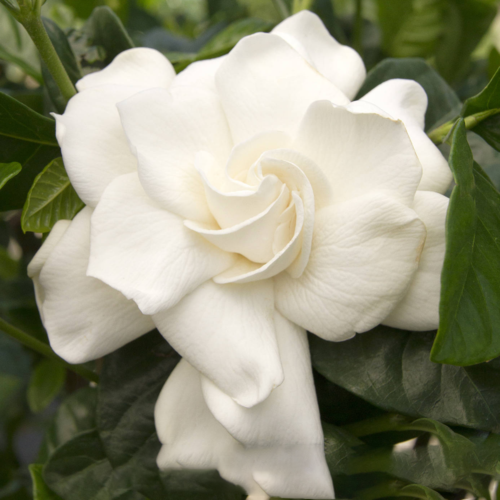 1 X GARDENIA JASMINOIDES CAPE JASMINE HEALTHY ORNAMENTAL INDOOR PLANT IN POT