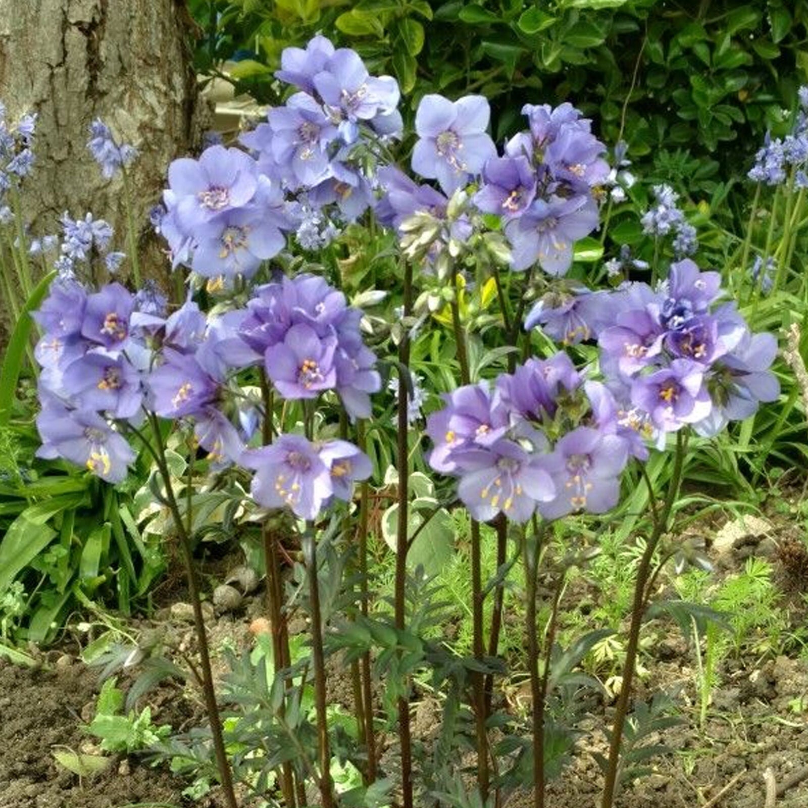 Polemonium Bressingham Purple Jacobs Ladder Upright Perennial Garden Shrub