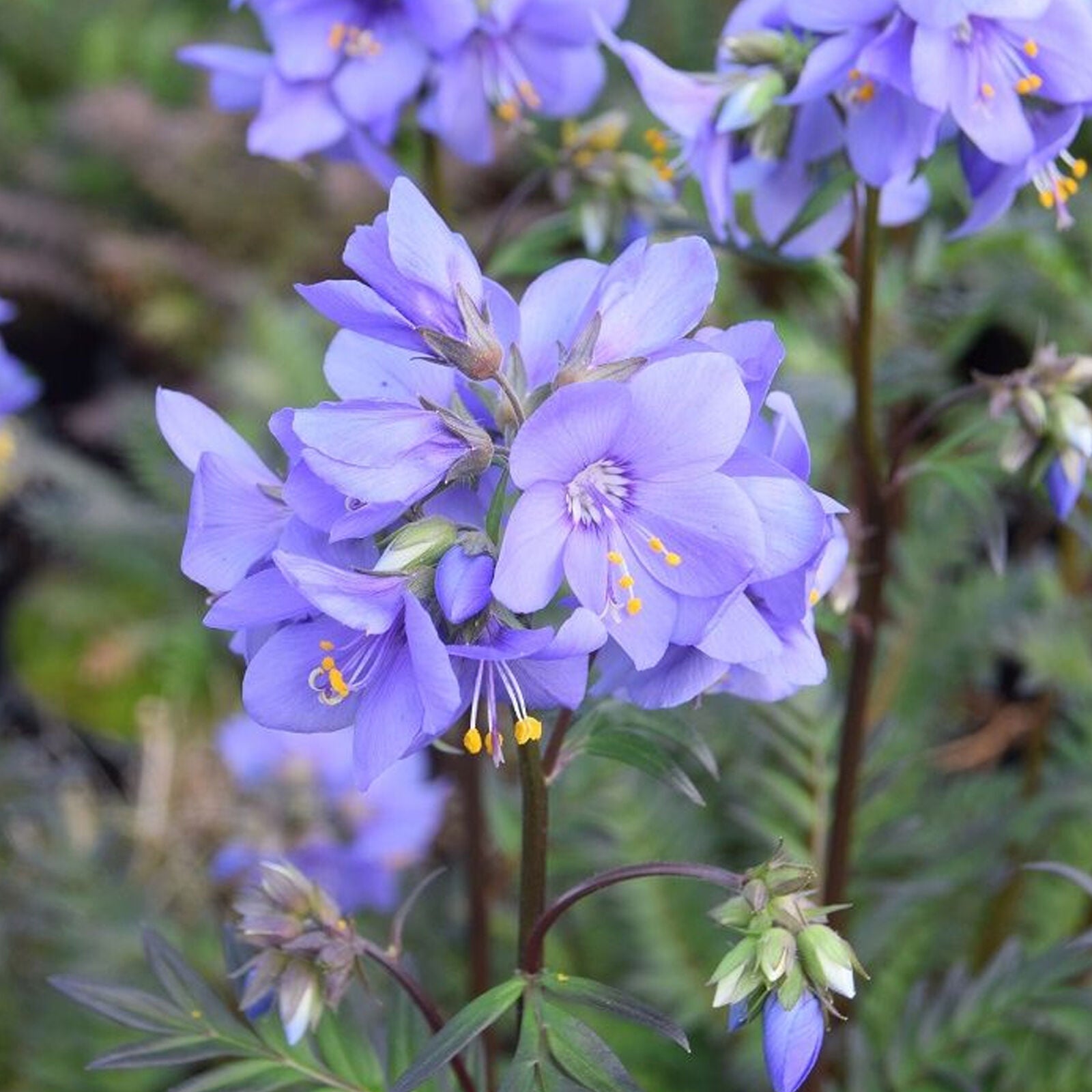 Polemonium Bressingham Purple Jacobs Ladder Upright Perennial Garden Shrub