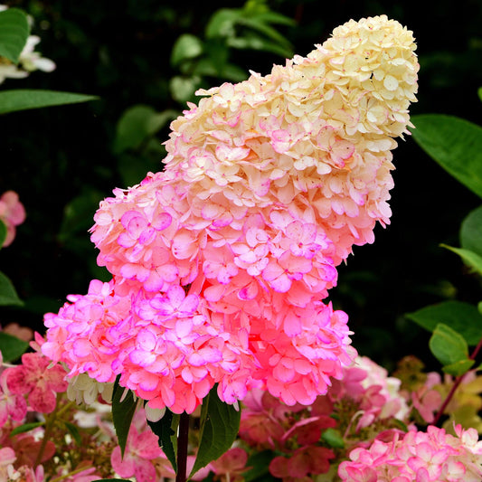 Hydrangea Paniculata Sundae Fraise | Deciduous Garden Shrub | 20-30cm (incl Pot)