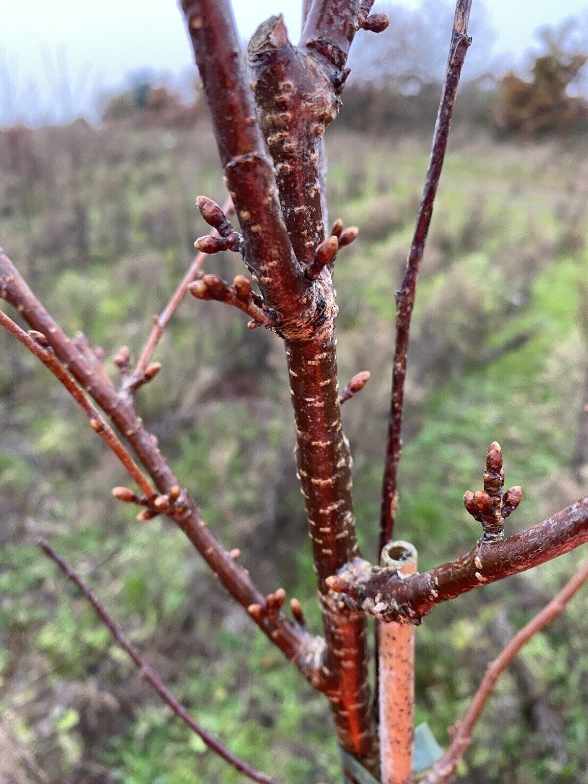 Prunus Accolade Half Standard Large BR ornamental tree 1.6-1.8m British Grown