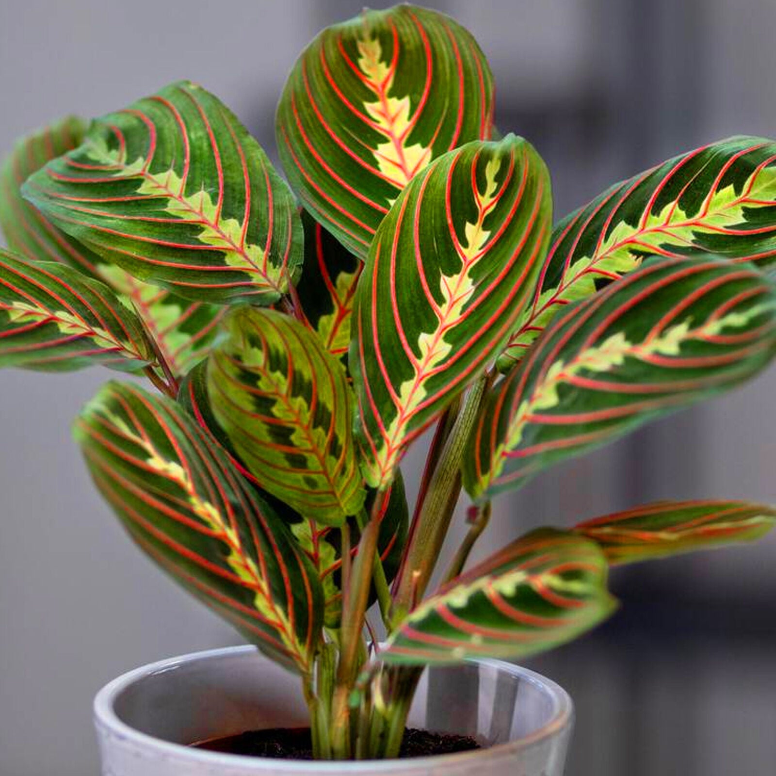 Maranta Fascinator Tricolour Prayer Plant for Home or Office (20-30cm Incl Pot)