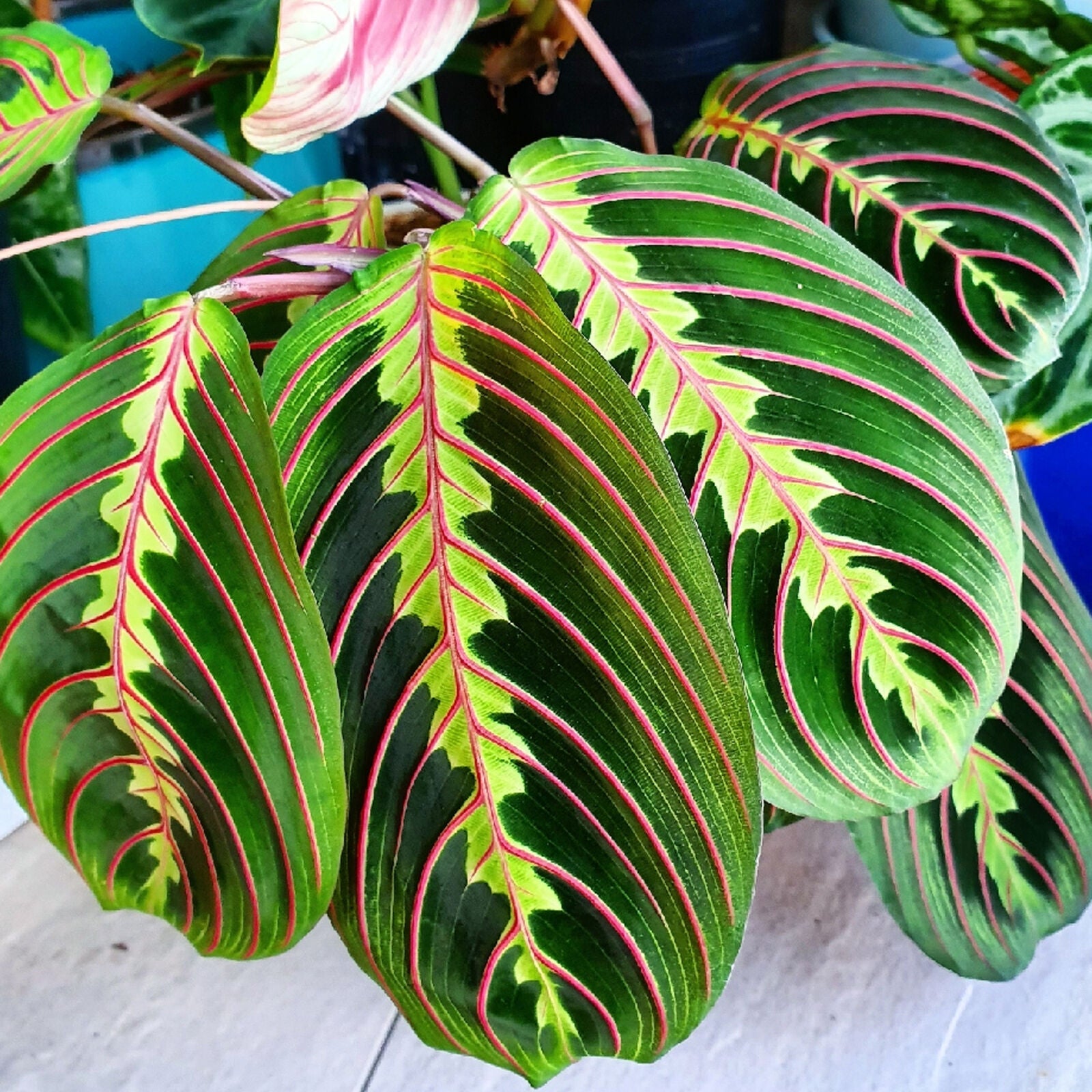 Maranta Fascinator Tricolour Prayer Plant for Home or Office (20-30cm Incl Pot)