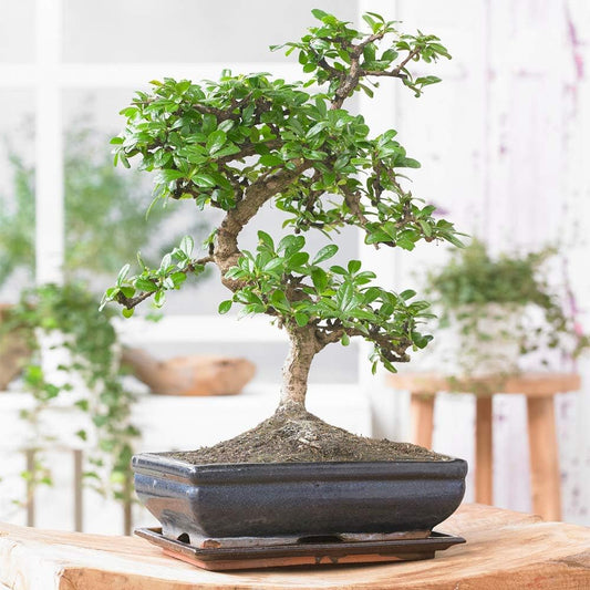 Chinese Elm Bonsai Tree - You Choose (9yr Chinese Elm