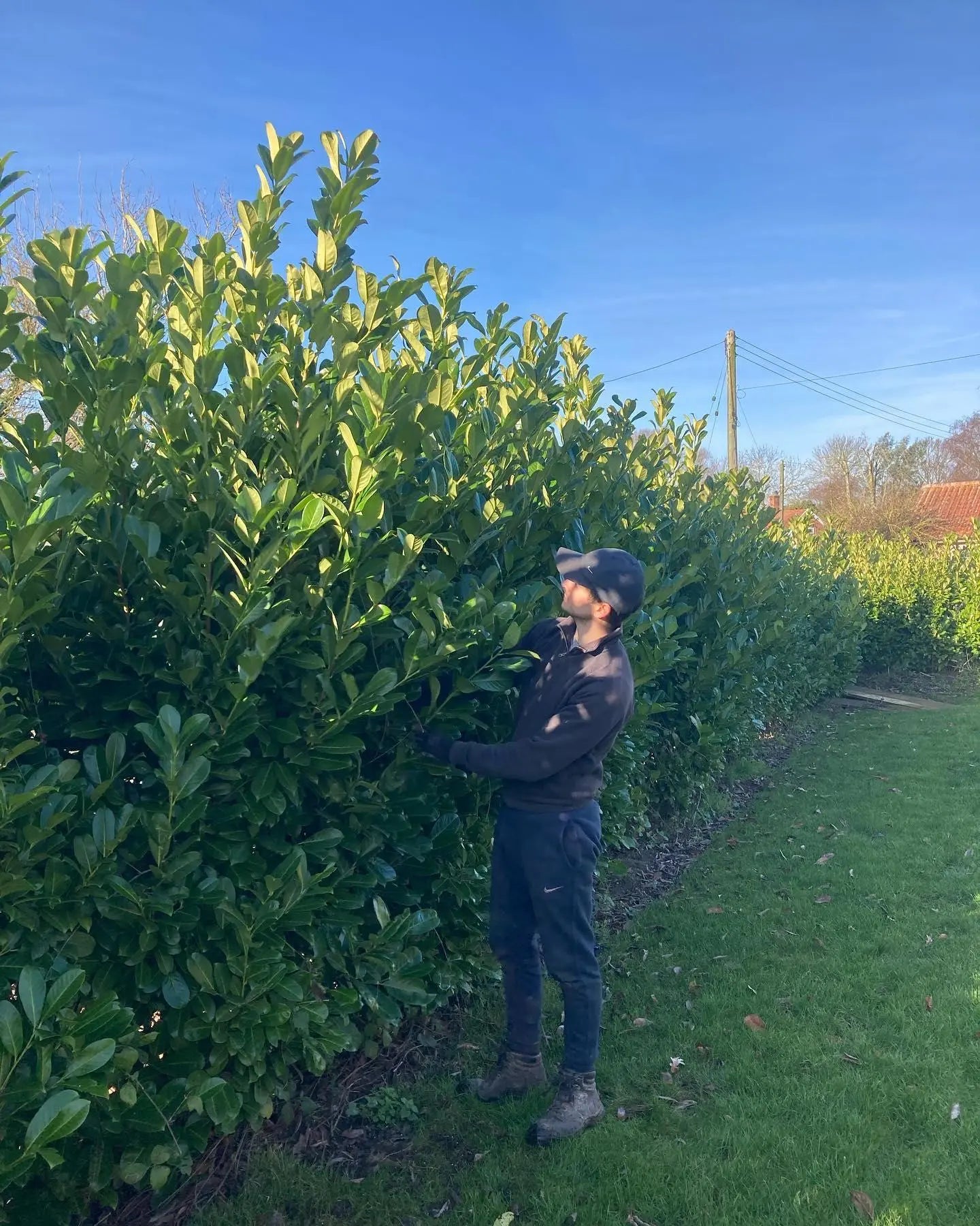 5 Cherry Laurel – Prunus Laurocerasus Rotundafolia 400-450cm Tall Massive Rootball Instant Hedge