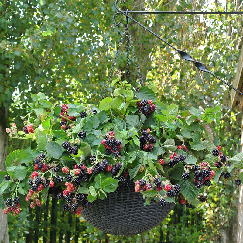 Blackberry Black Cascade 9cm Trailing Fruit Bush