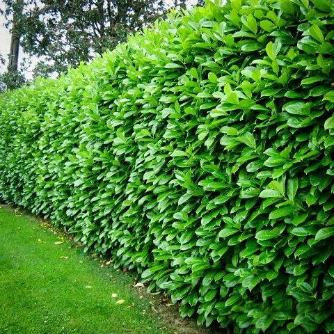 Cherry Laurel - Prunus laurocerasus Liquid Fertilizer HighTech NPK Plant Food - Root, Soil, Foliar Fertiliser