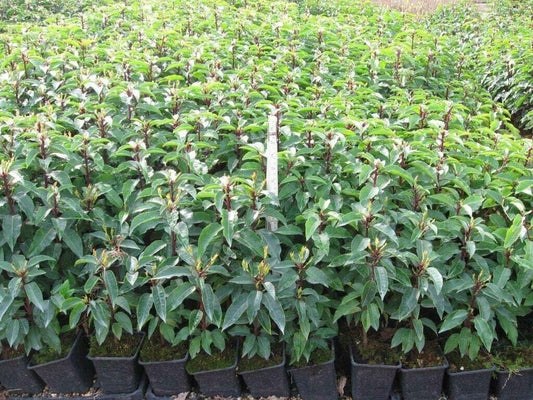 75 Prunus Portuguese Hedging Laurel 40-60cms Potted