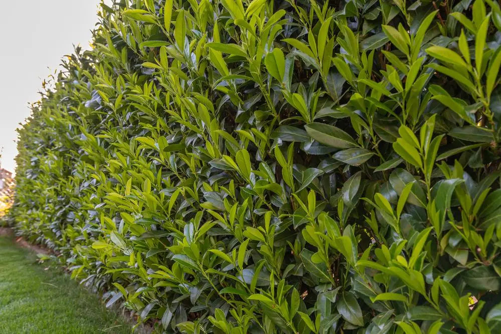 Cherry Laurel – Prunus Laurocerasus Rotundafolia 110-130cm Tall Pot Grown Pack of 5