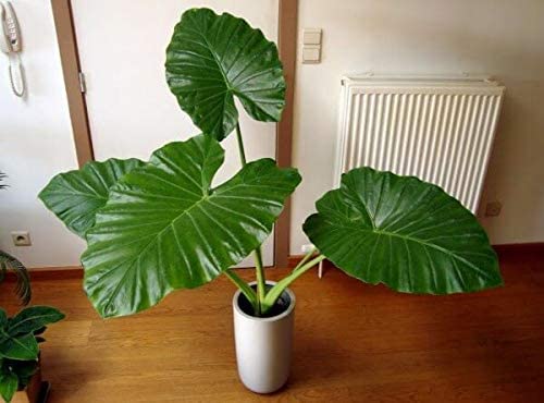 Alocasia Elephant Ear Plant - Around 30-40cm in Height - Gorgeous Air Purifying Plant