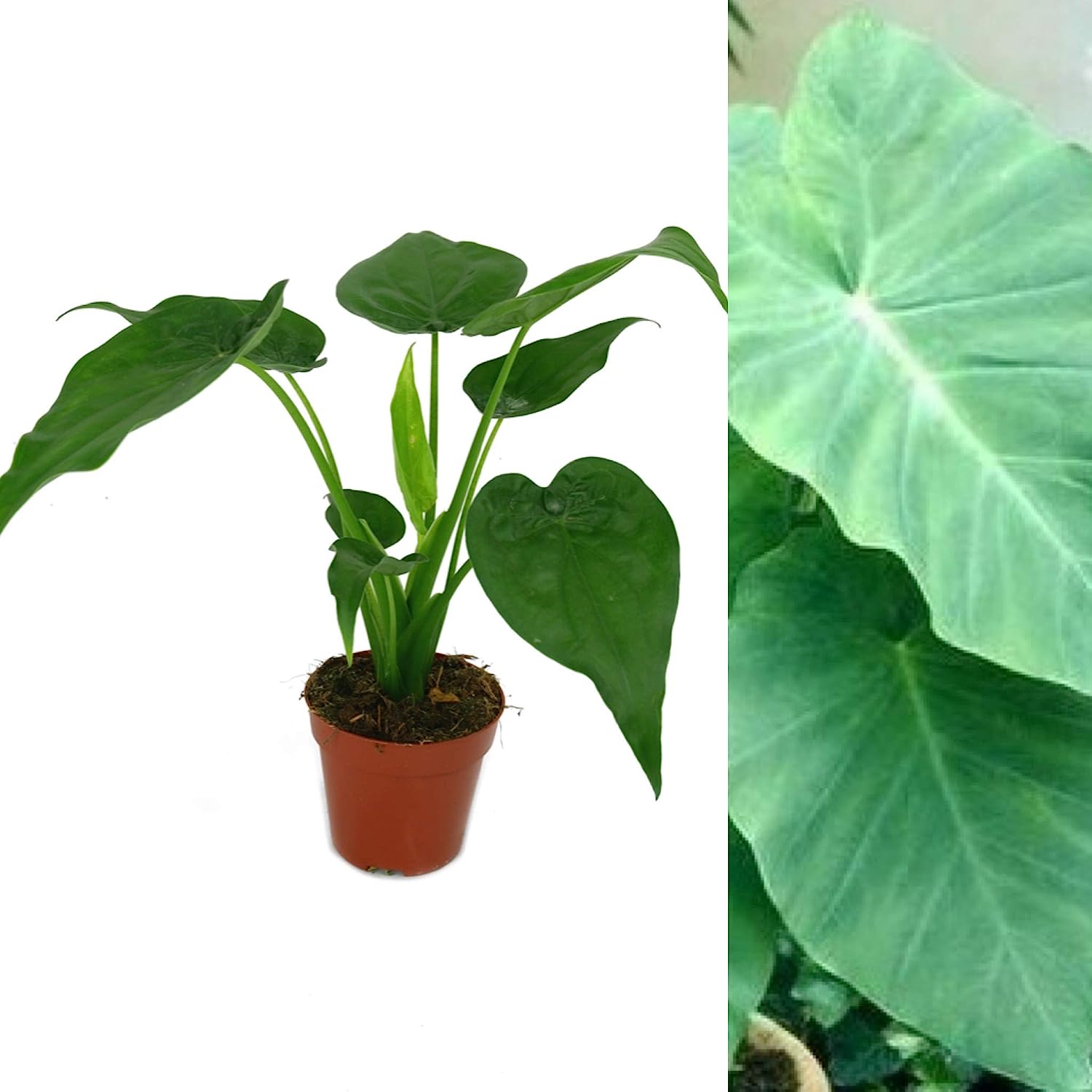 Alocasia Elephant Ear Plant - Around 30-40cm in Height - Gorgeous Air Purifying Plant