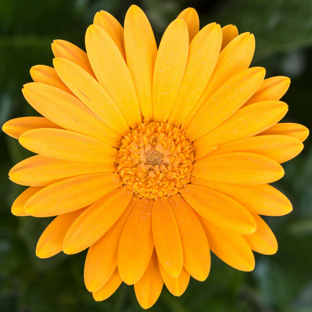 Gerbera Hardy Perennial Garden Flower Plants 'Sweet Honey' 2 x 7cm Pots