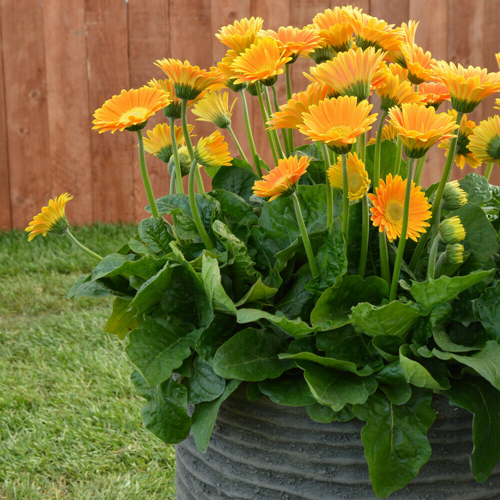 Gerbera Hardy Perennial Garden Flower Plants 'Sweet Honey' 2 x 7cm Pots