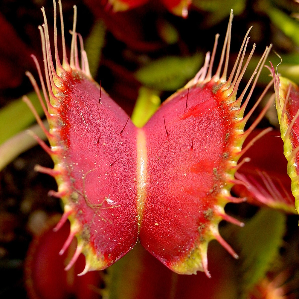 Venus Fly Trap Dionaea Muscipula 8-10 cm high