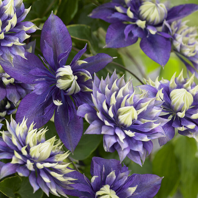 Clematis Taiga. Climbing plant with unique flower in 9cm pot.