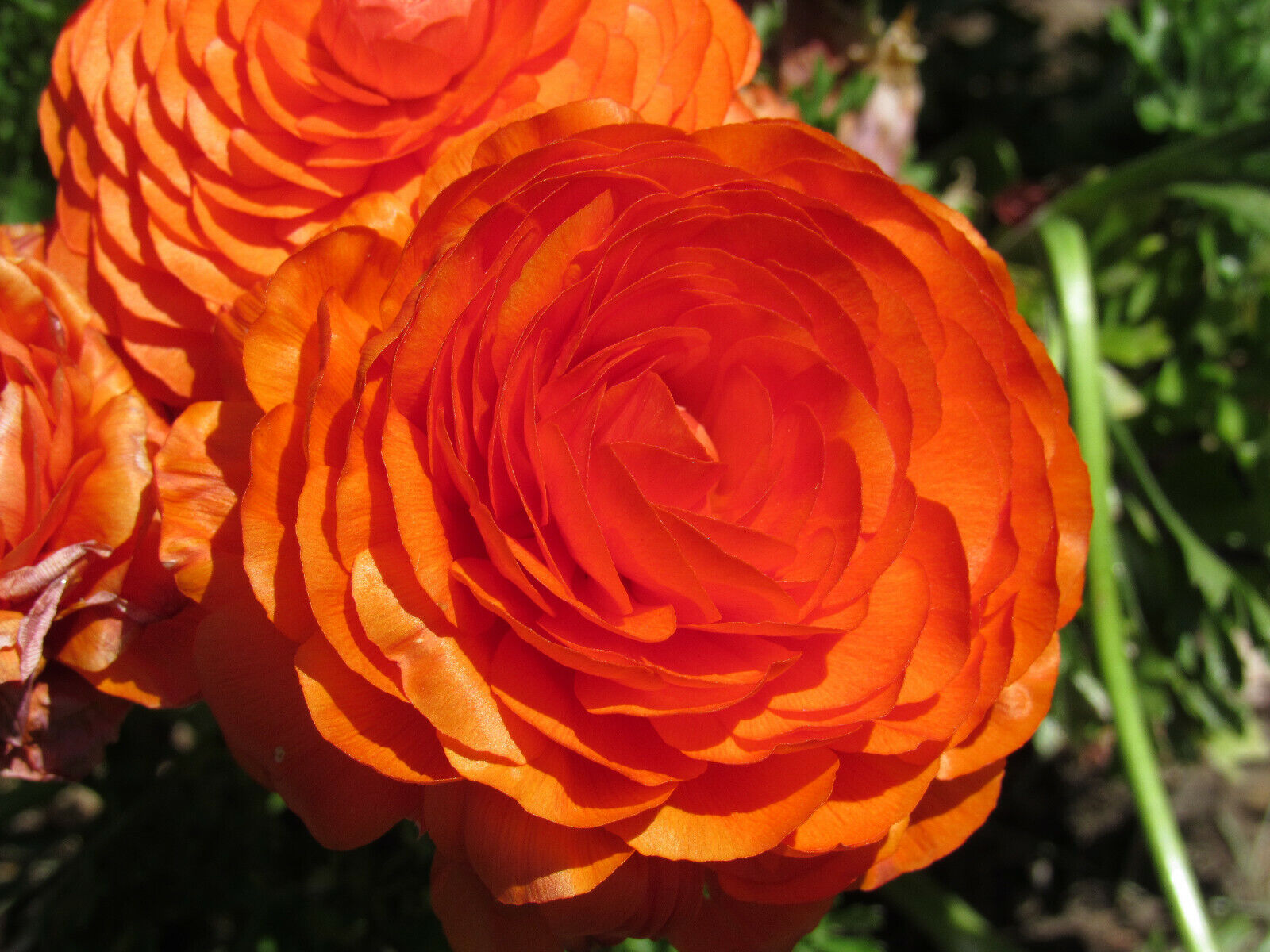 Ranunculus asiaticus Orange - 20 bulbs