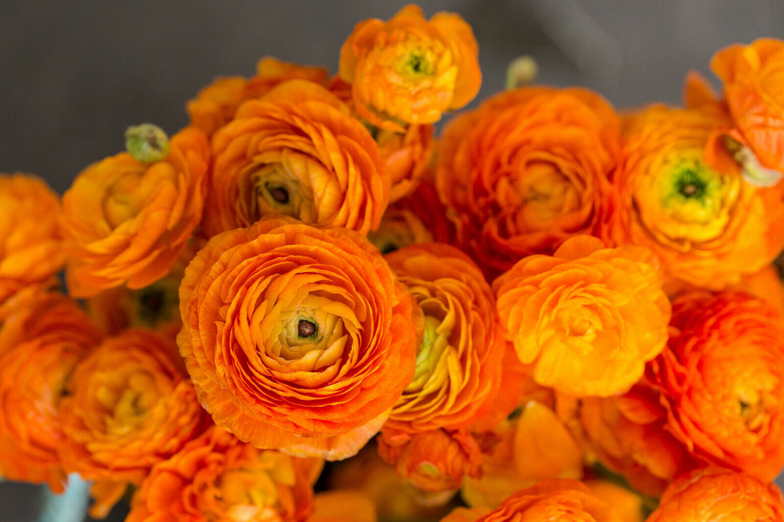 Ranunculus asiaticus Orange - 20 bulbs