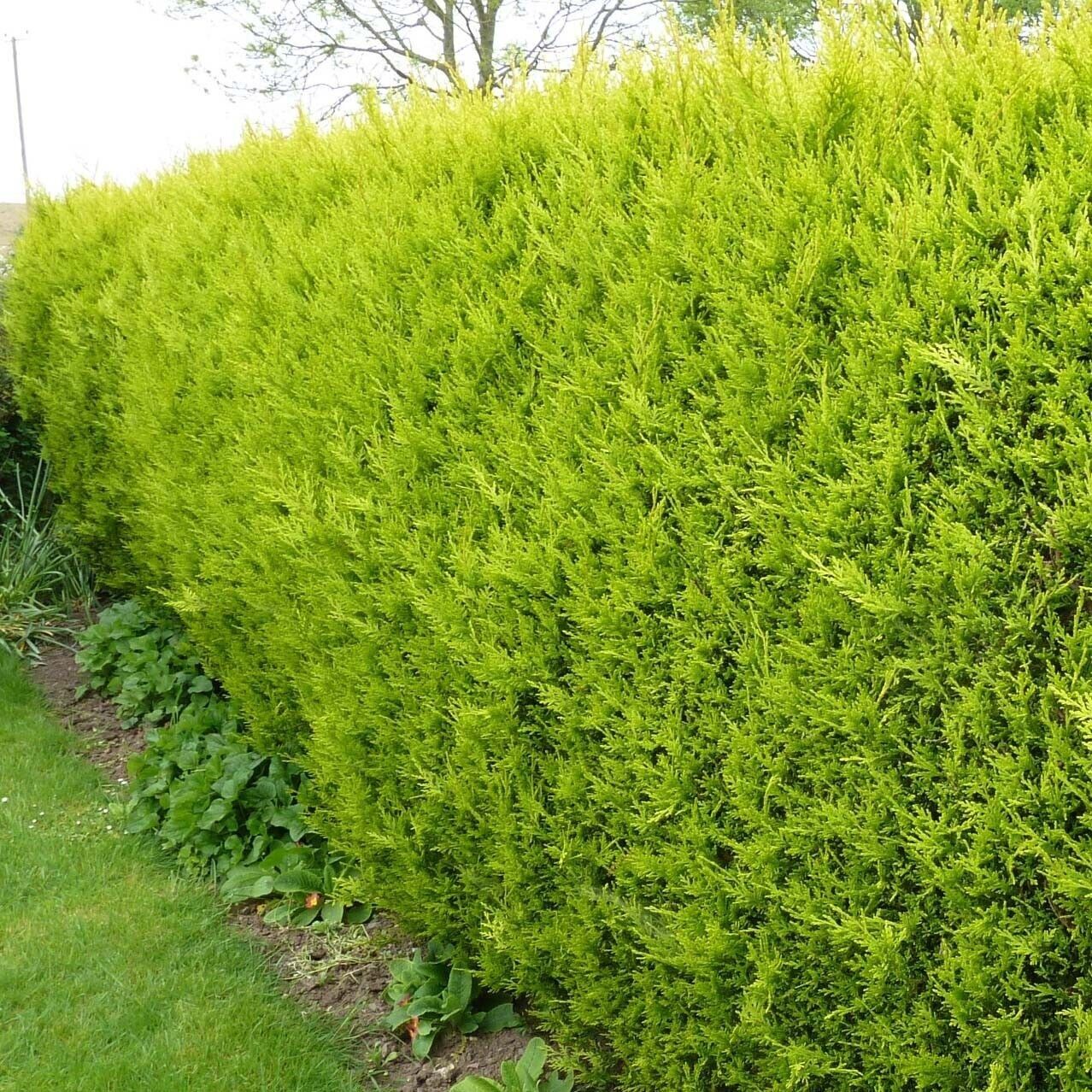 LEYLANDII GOLD EVERGREEN CONIFER HEDGING CASTLEWELLAN - 60-90cms