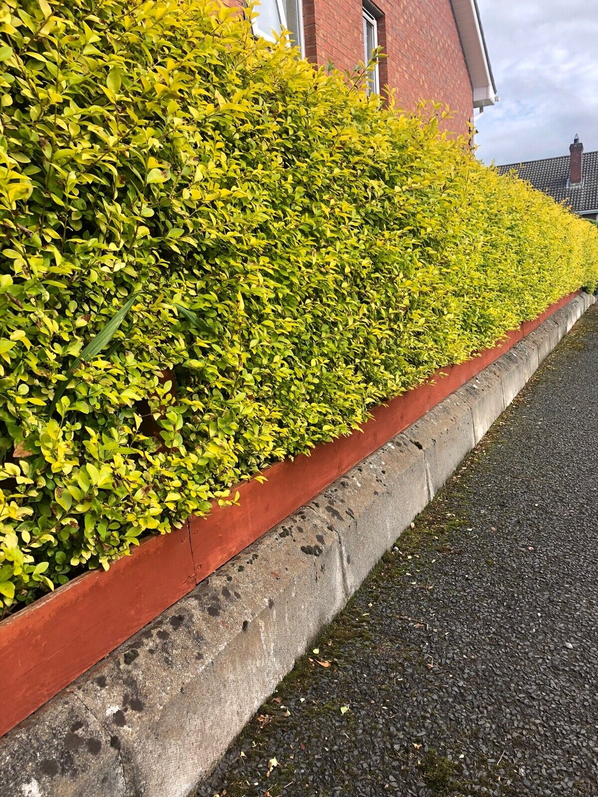 15 Golden Privet Hedging 30-40cm Ligustrum Ovalifolium Aureum Plants Potted