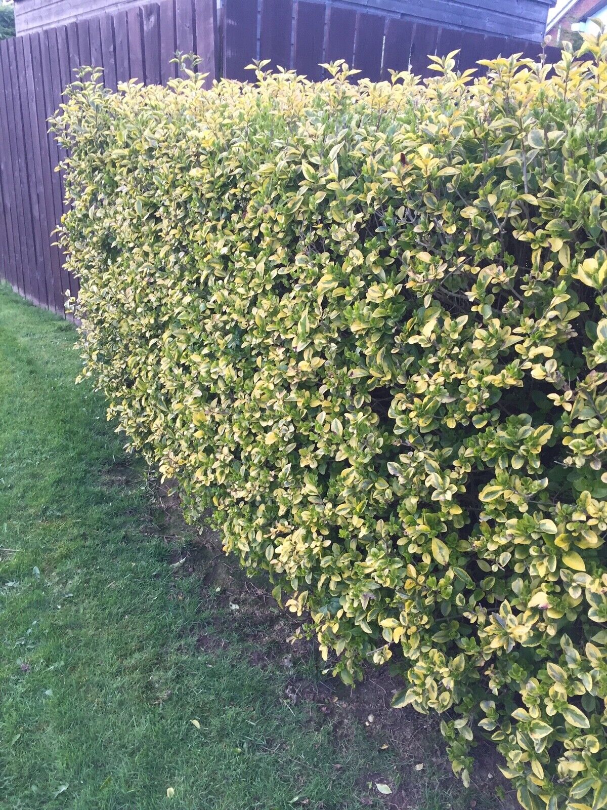 15 Golden Privet Hedging 30-40cm Ligustrum Ovalifolium Aureum Plants Potted