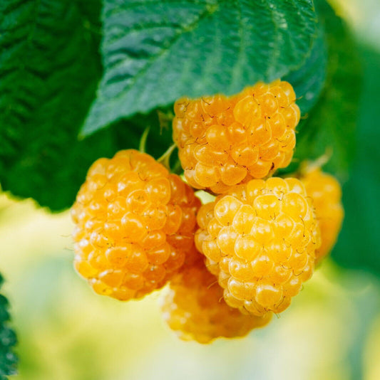 5 'Fallgold' Yellow Raspberry Canes / Rubus Idaeus 'Fallgold', Extremly Tasty