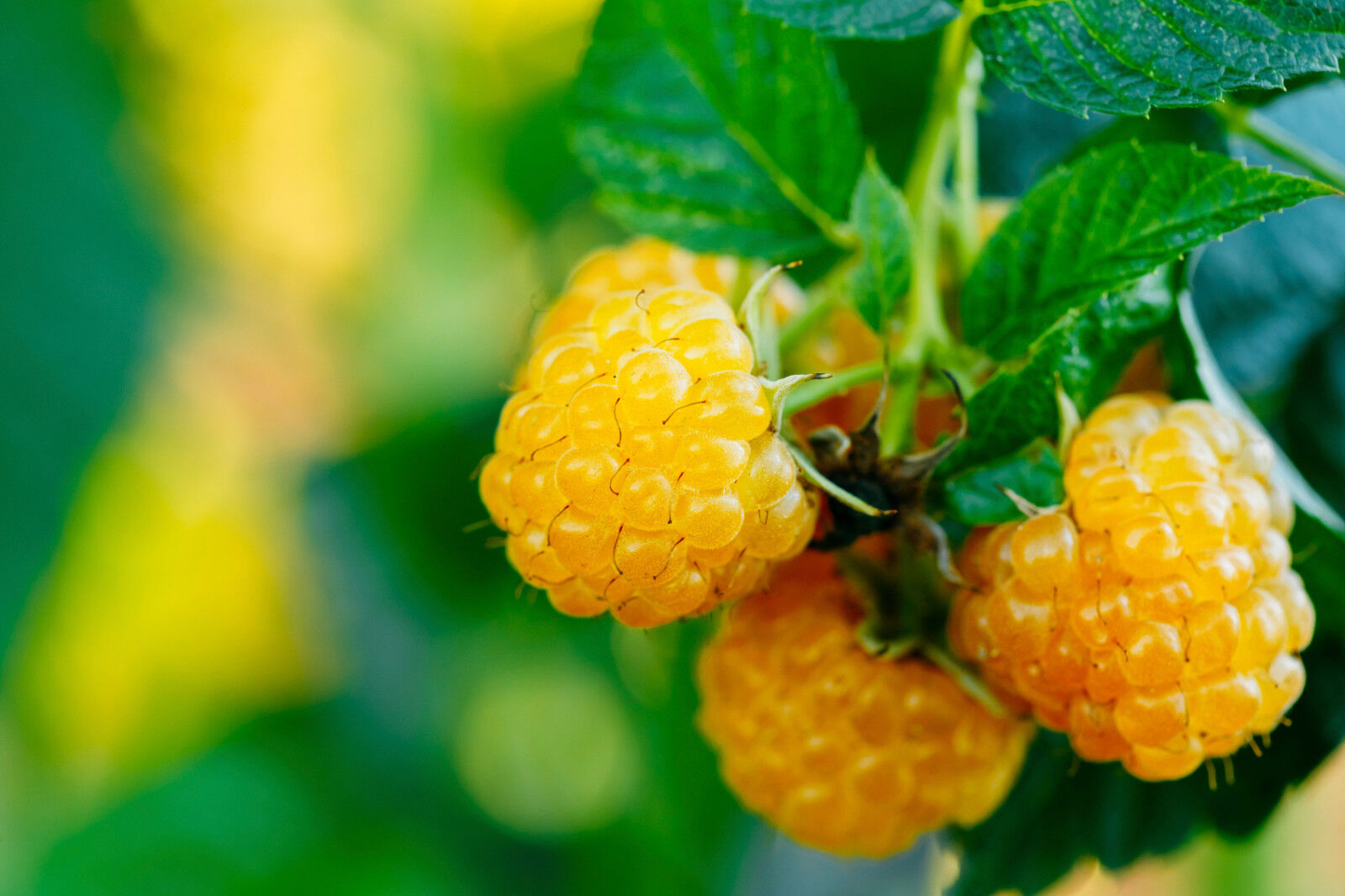 5 'Fallgold' Yellow Raspberry Canes / Rubus Idaeus 'Fallgold', Extremly Tasty