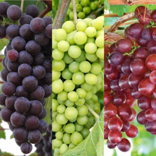 3 x Vitis Grape Mix - Garden Grape Fruit Vine Grow Your Own Grapevine