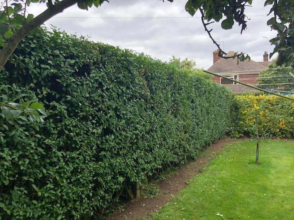 Privet Hedging – Ligustrum Ovalifolium 250-270cm