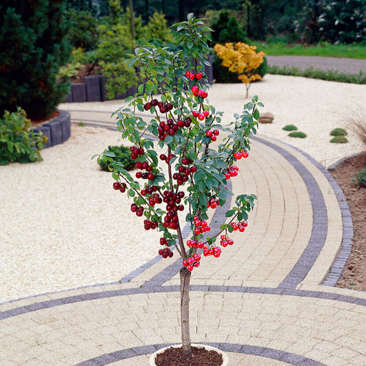 Duo Fruit Cherry Tree 2 varieties on 1 Bare Root Tree Ideal for Small Gardens