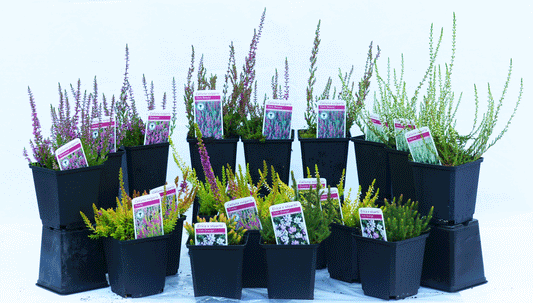 6 X MIXED HEATHERS CALLUNA & ERICA VARIETIES COLOURFUL FLOWERING PLANTS