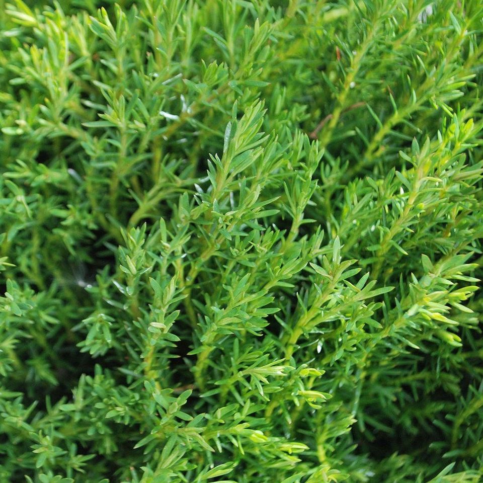 Thuja occidentalis 'Teddy' White Cedar Evergreen Garden Conifer Plant | 9cm Pot