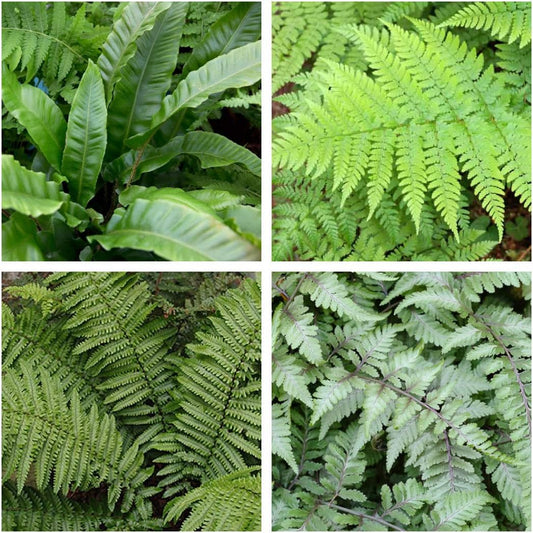 4 x Fern Plant Mix - Ready to Plant Outdoor Ferns 25-35cm in Height - Outdoor Fern Plants