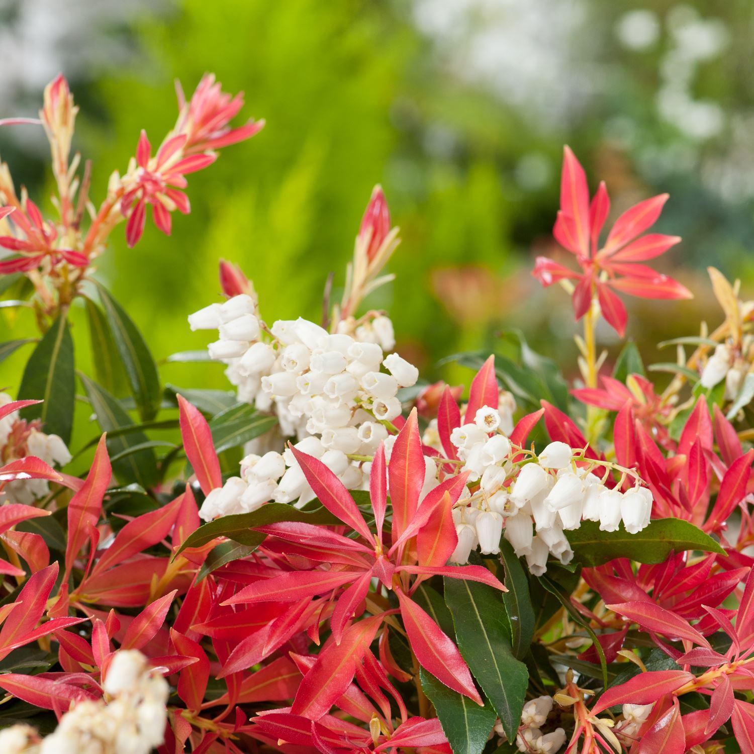 3 PACK (9cm Pots) Pieris Forest Flame Large Evergreen Garden Shrub Plant