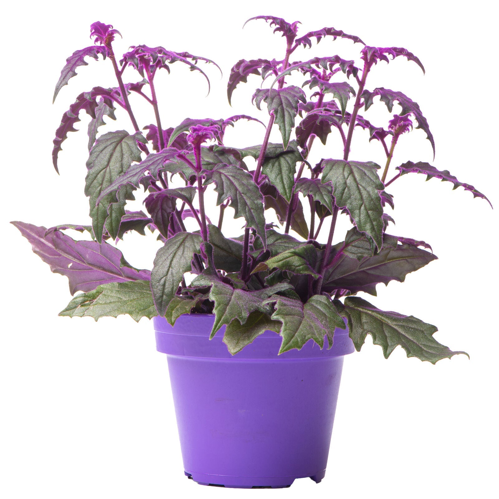 Gynura Purple Passion - Velvet Plant | Indoor Home Office Plant (10-20cm in Pot)