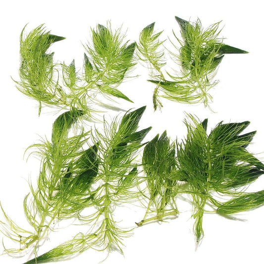 8 x Ceratophyllum Demersum - Hornwort - Live Aquarium Oxygenating Pond Plant