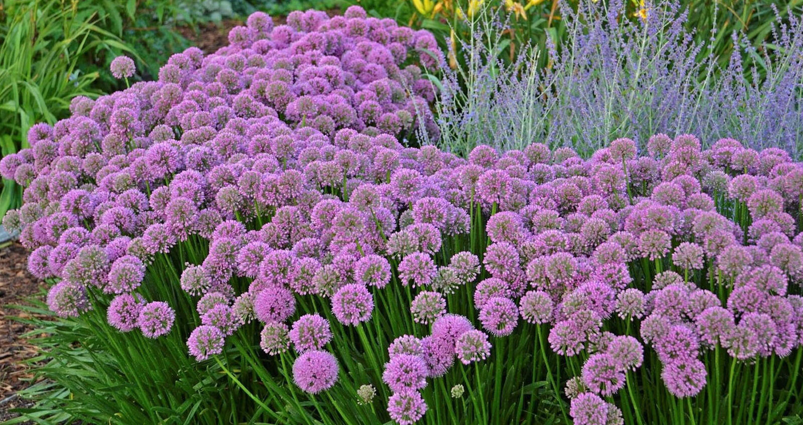 Allium Millennium-Millennium Plant in 9 cm pot