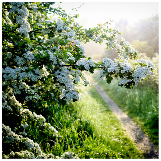 10 Hawthorn 4-5ft Hedging,Plants,Whitethorn,Quickthorn,Thorny Native Hedge