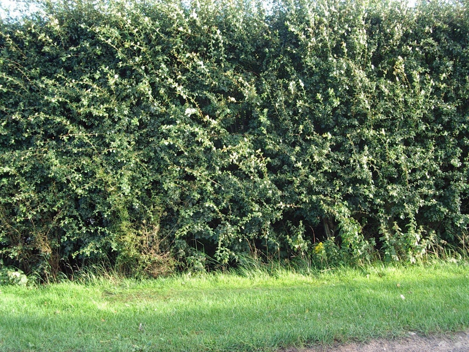 5 Hawthorn 2-3ft Hedging,Plants,Whitethorn,Quickthorn,Thorny Native Hedge