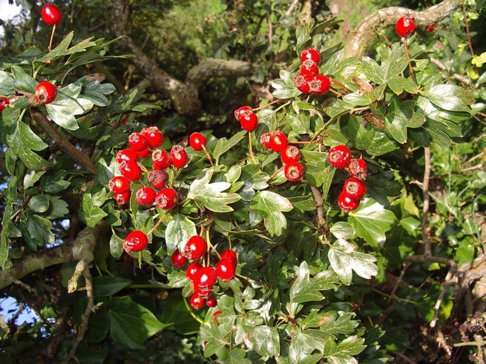 10 Hawthorn 2-3ft Hedging,Plants,Whitethorn,Quickthorn,Thorny Native Hedge