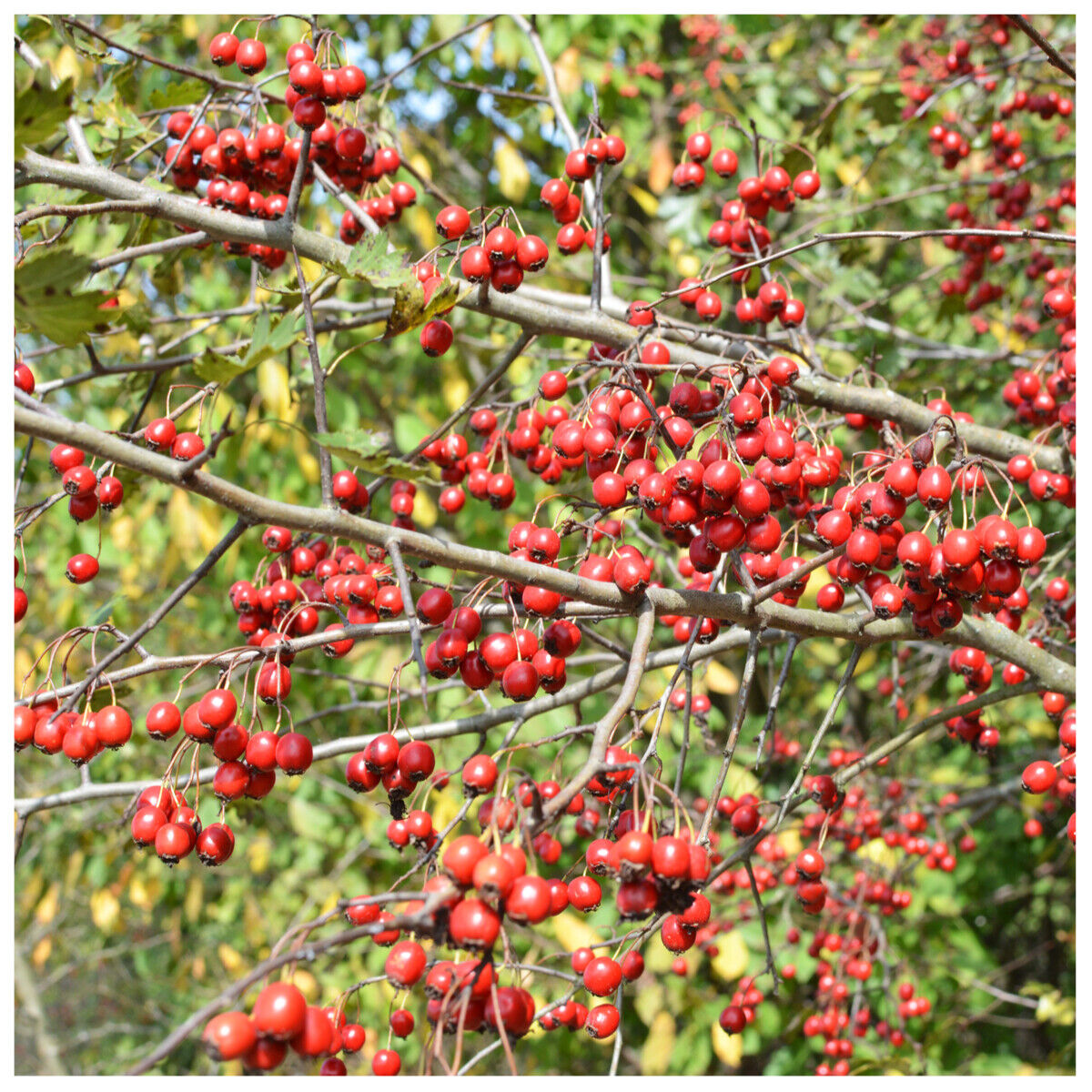 10 Hawthorn 2-3ft Hedging,Plants,Whitethorn,Quickthorn,Thorny Native Hedge