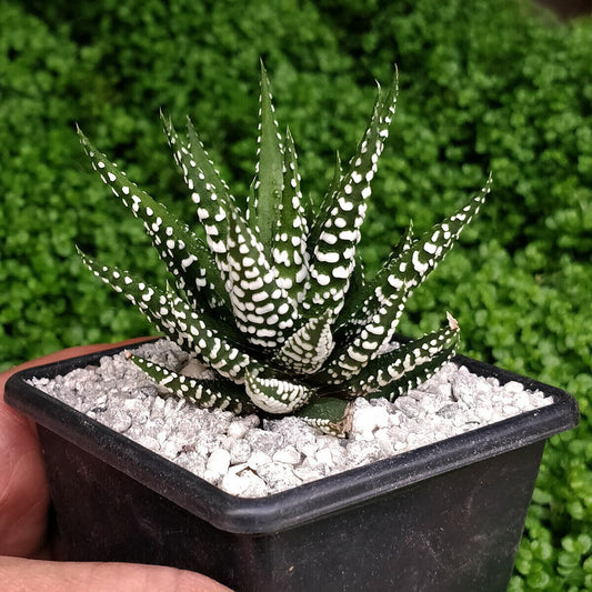 Haworthia Big Band 'Zebra Plant' hardy shade tolerant succulent in 7 cm pot