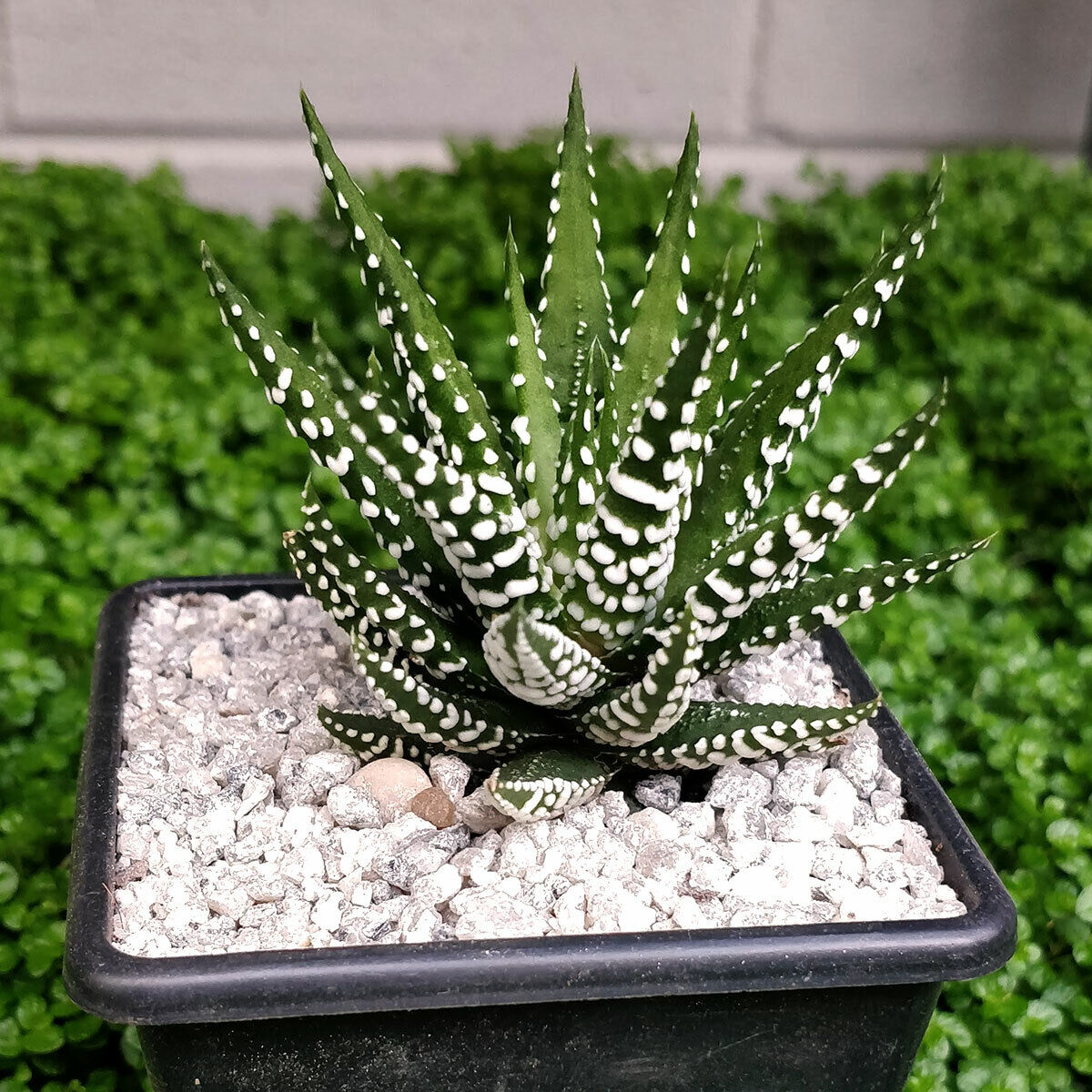 Haworthia Big Band 'Zebra Plant' hardy shade tolerant succulent in 7 cm pot