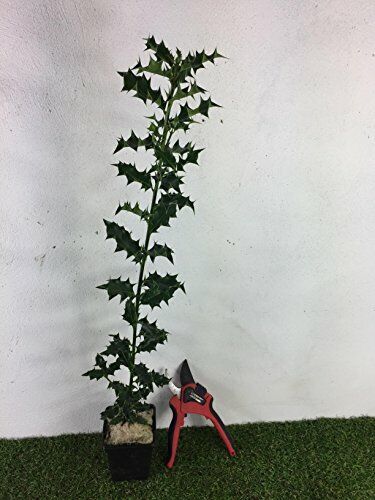 Holly Hedging Plants 2-3ft Native Evergreen Ilex Aquilfolium Fast Growth