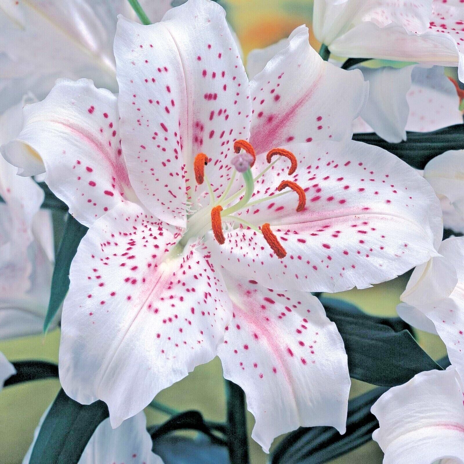 3 x LILIUM Muscadet - Oriental Hybrid Lily - Perennial Garden Plant BULBS