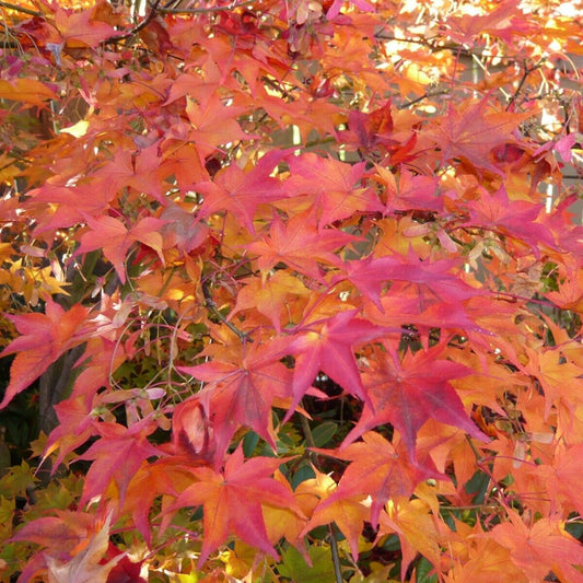 Acer palmatum-Japanese Maple Plant in 9 cm pot