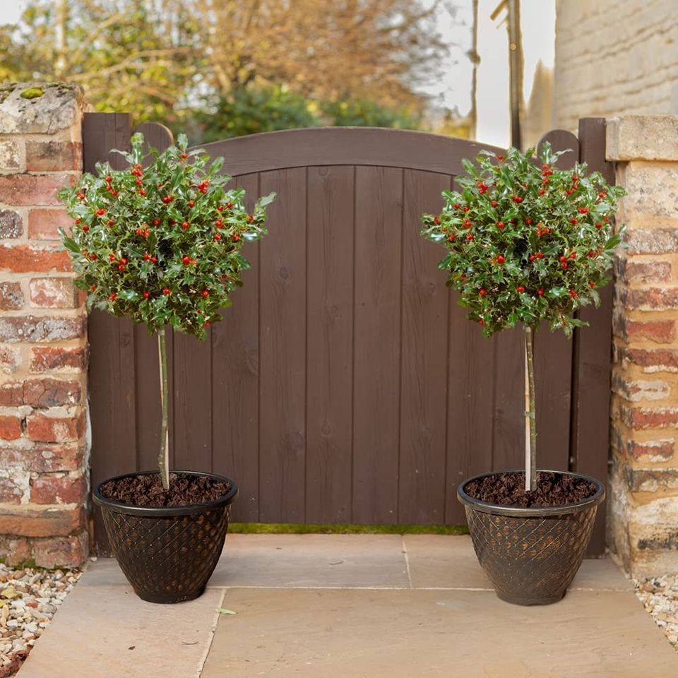 Holly Tree Standards with Real Berries