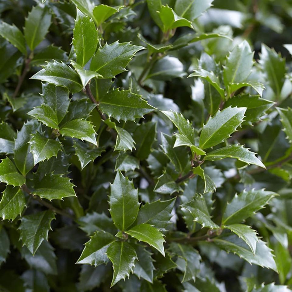 Holly Tree Standards with Real Berries