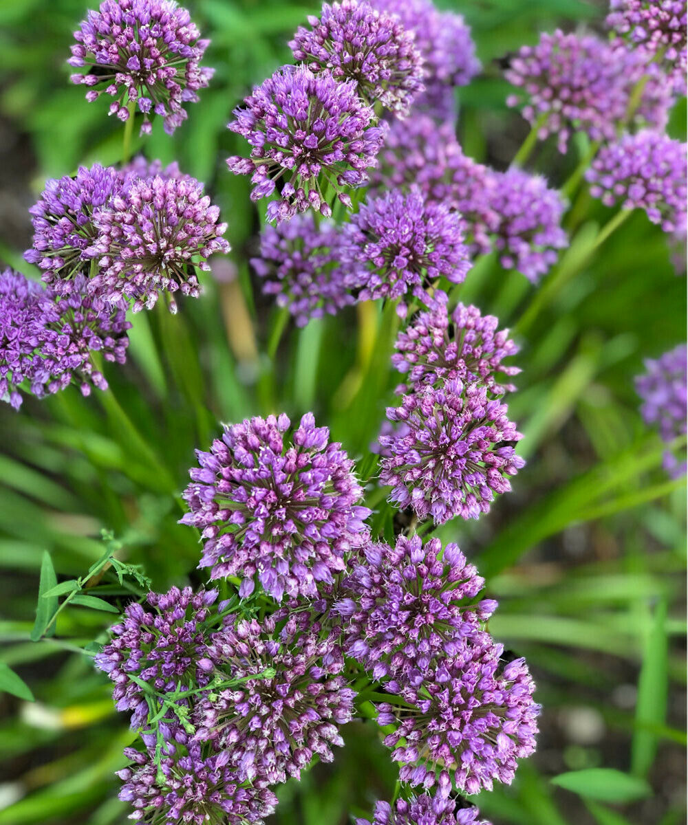 Allium Millennium-Millennium Plant in 9 cm pot