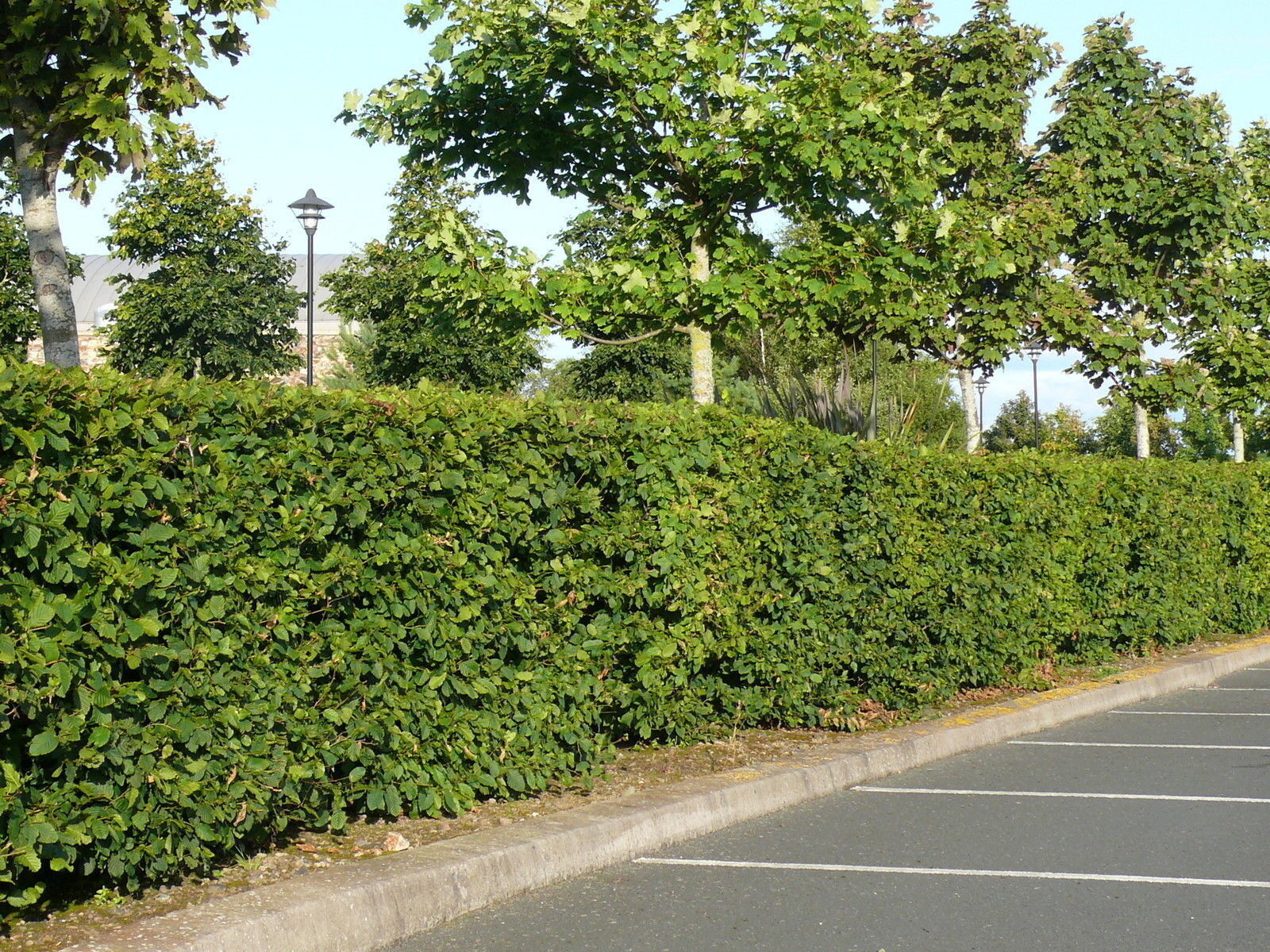 20 Native Hornbeam Hedging Plants 40-60cm Trees Hedge,2ft,Good For Wet Ground Bare rooted